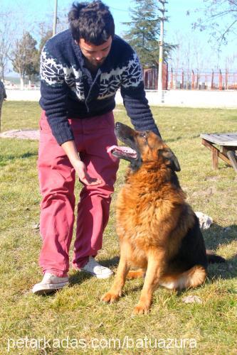 batu Erkek Alman Çoban Köpeği