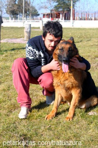 batu Erkek Alman Çoban Köpeği