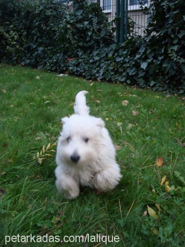 sushi Dişi West Highland White Terrier