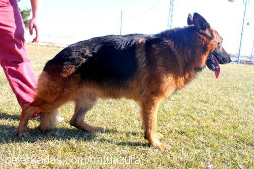 batu Erkek Alman Çoban Köpeği