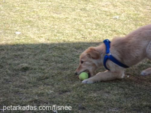 vişne Dişi Golden Retriever