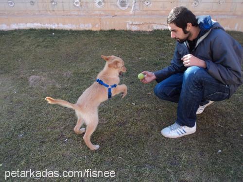 vişne Dişi Golden Retriever