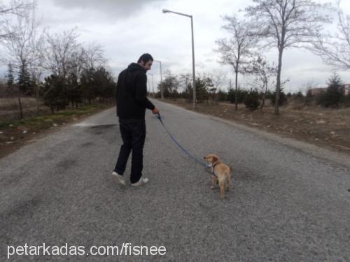 vişne Dişi Golden Retriever