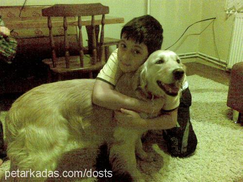 sakız Dişi Golden Retriever