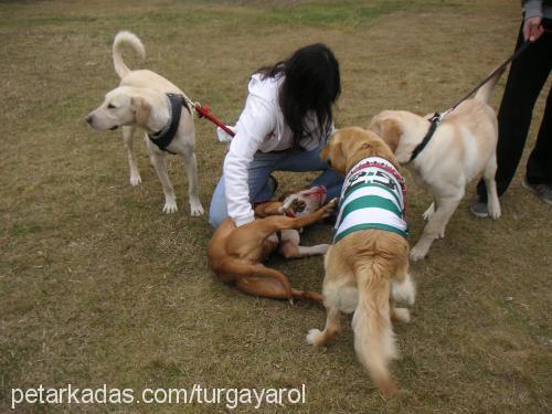 puçhi Erkek Golden Retriever