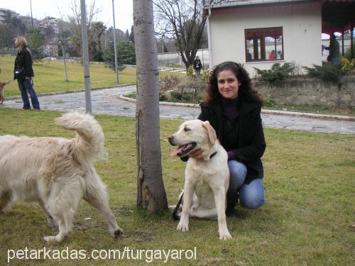 puçhi Erkek Golden Retriever