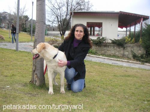 puçhi Erkek Golden Retriever