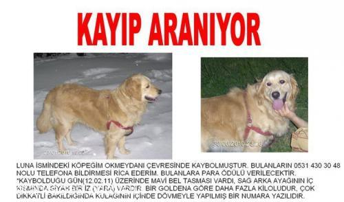 lunakayip-şişli Dişi Golden Retriever