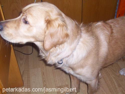 ares Erkek Golden Retriever