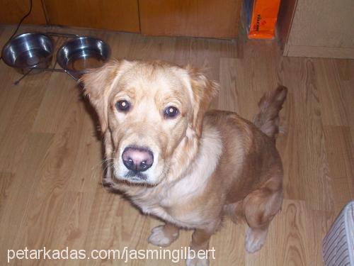 ares Erkek Golden Retriever