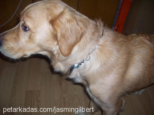 ares Erkek Golden Retriever