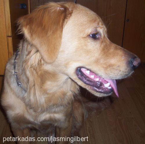 ares Erkek Golden Retriever