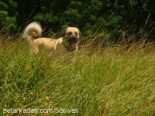 haydut Erkek Kangal