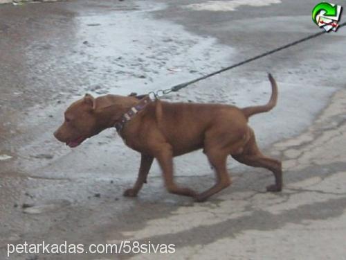 Şeytan Erkek Amerikan Pitbull Terrier