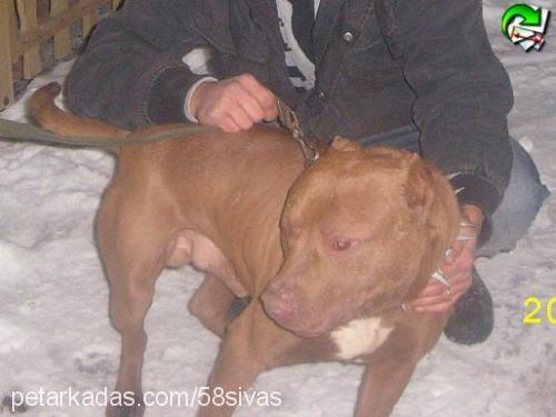 Şeytan Erkek Amerikan Pitbull Terrier