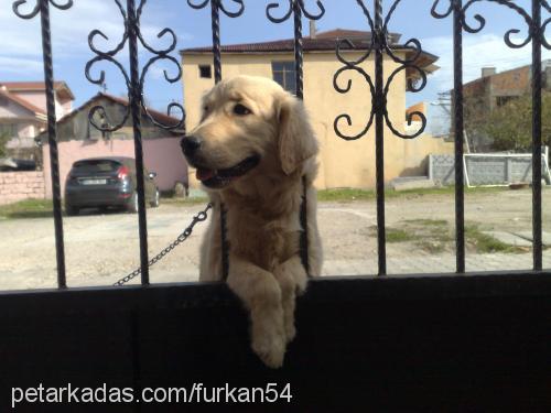 daisy Dişi Golden Retriever