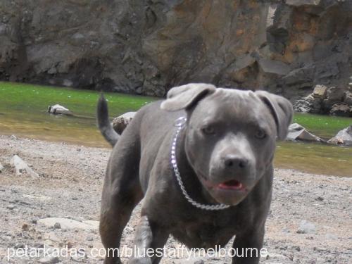 sky Dişi Staffordshire Bull Terrier