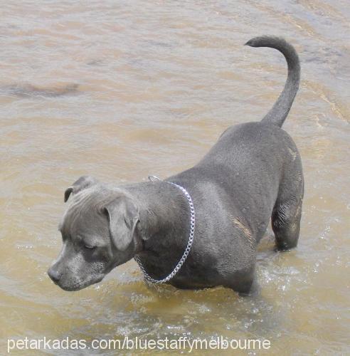 sky Dişi Staffordshire Bull Terrier