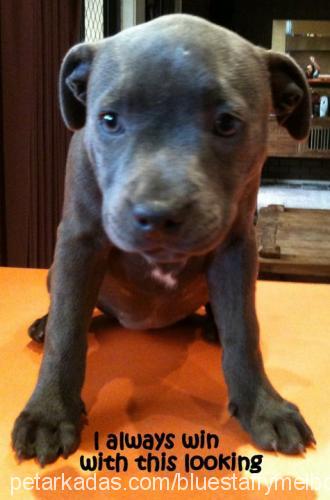 sky Dişi Staffordshire Bull Terrier