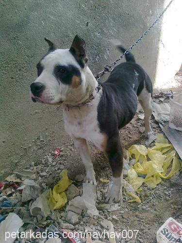 duman Dişi Amerikan Pitbull Terrier