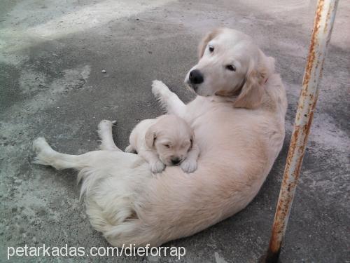 Çiko Erkek Golden Retriever