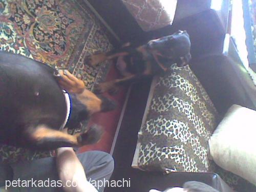 apachİ Erkek Doberman Pinscher