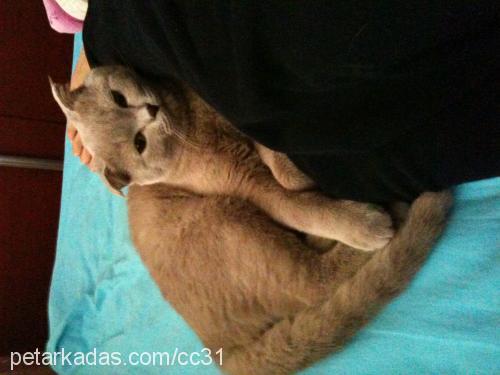 duman Dişi Scottish Fold