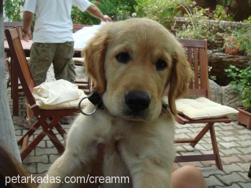 krem Erkek Golden Retriever