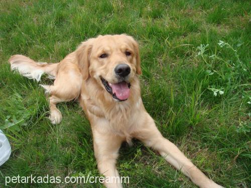 krem Erkek Golden Retriever