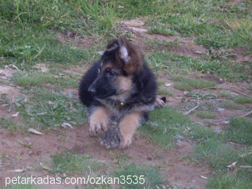 daisy Dişi Alman Çoban Köpeği