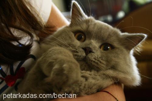 colomb Erkek British Shorthair