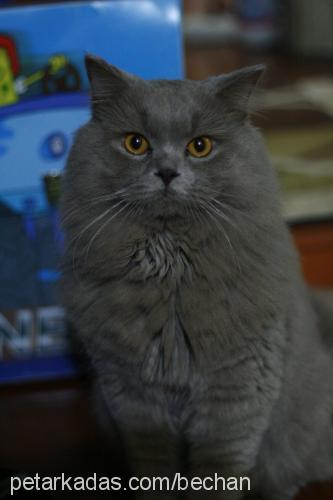 colomb Erkek British Shorthair