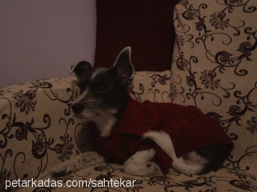 fıstık Dişi Jack Russell Terrier