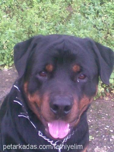 abbas Erkek Rottweiler