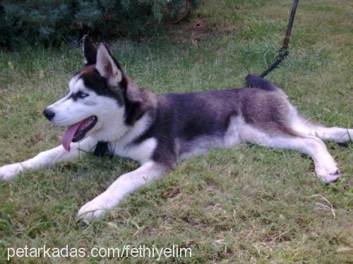 korsan Erkek Sibirya Kurdu (Husky)