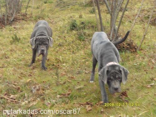 lex Dişi Napoliten Mastiff