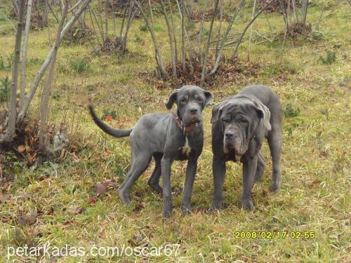 lex Dişi Napoliten Mastiff