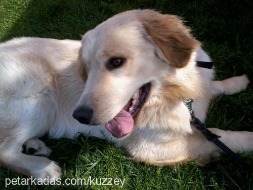 kuzey Erkek Golden Retriever