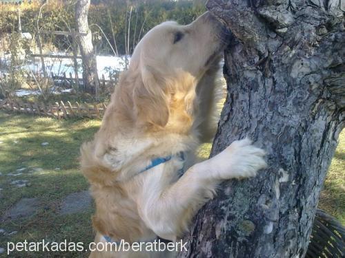 paşa... Erkek Golden Retriever