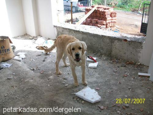 bobİ Erkek Golden Retriever