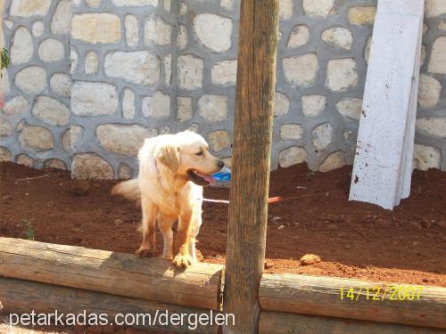 bobİ Erkek Golden Retriever