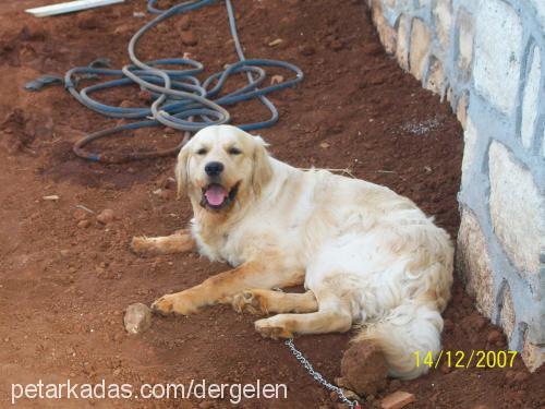 bobİ Erkek Golden Retriever