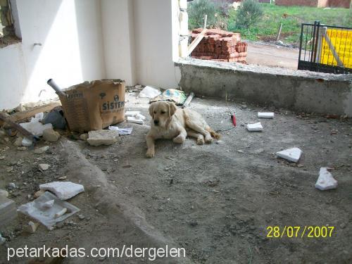 bobİ Erkek Golden Retriever