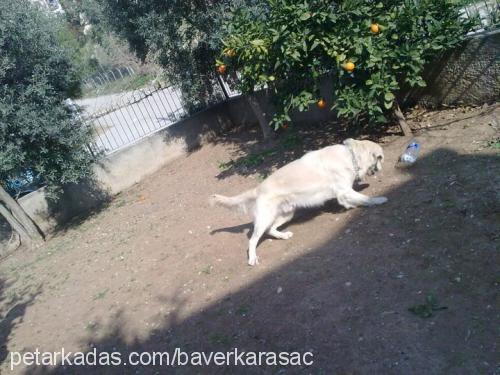 duman Erkek Golden Retriever