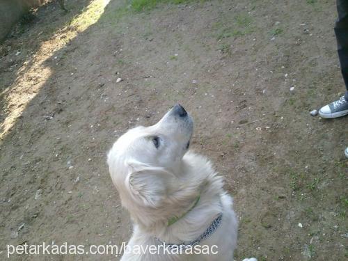 duman Erkek Golden Retriever