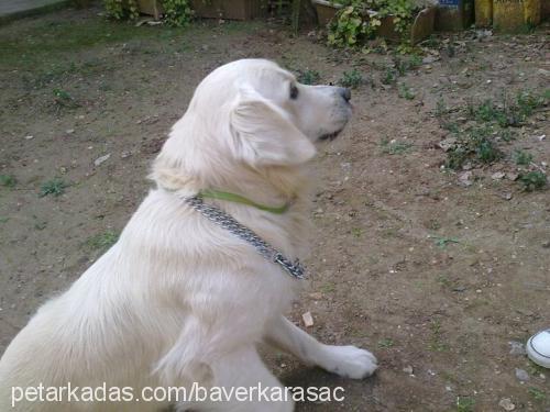 duman Erkek Golden Retriever