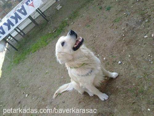 duman Erkek Golden Retriever