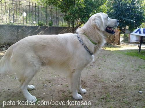 duman Erkek Golden Retriever