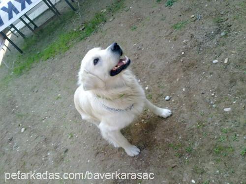 duman Erkek Golden Retriever