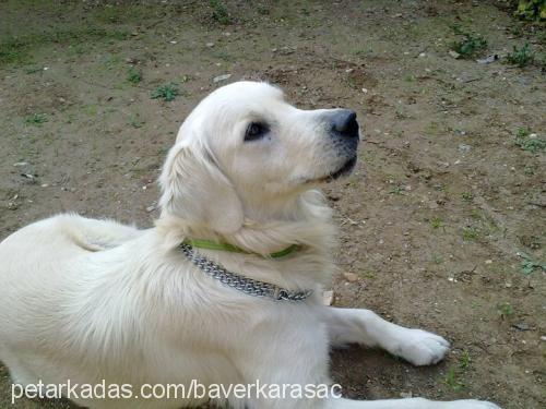 duman Erkek Golden Retriever